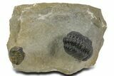 Austerops Trilobite With Gerastos - Ofaten, Morocco #363028-1